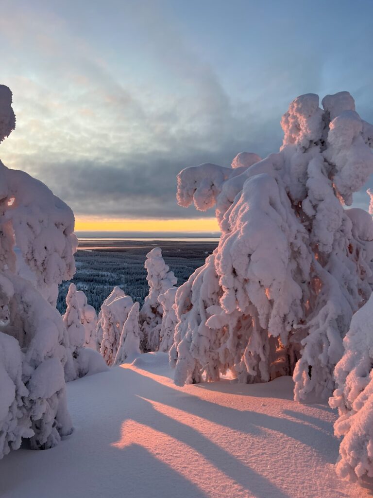 A snow covered forest with a sunset in the background