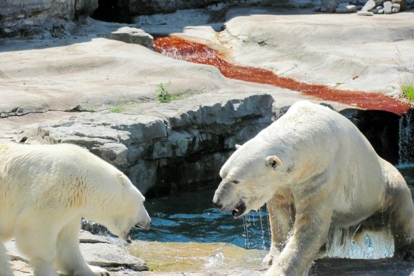 polar bear on ice during daytime