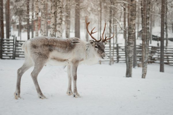 A deer standing in the middle of a snowy forest